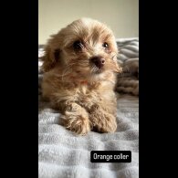 Miniature Poodle - Both