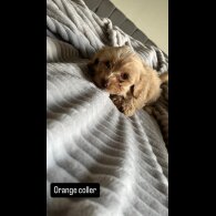 Miniature Poodle - Both