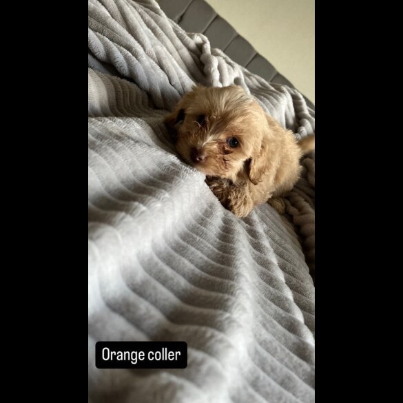 Miniature Poodle - Both