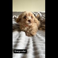 Miniature Poodle - Both