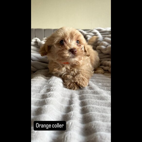 Miniature Poodle - Both
