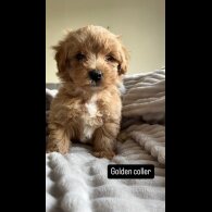 Miniature Poodle - Both