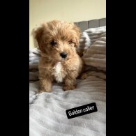 Miniature Poodle - Both