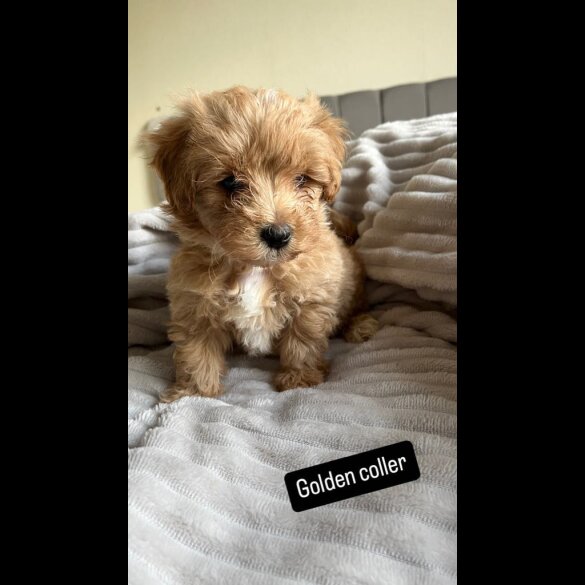 Miniature Poodle - Both