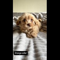 Miniature Poodle - Both