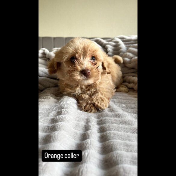 Miniature Poodle - Both
