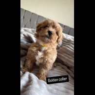 Miniature Poodle - Both