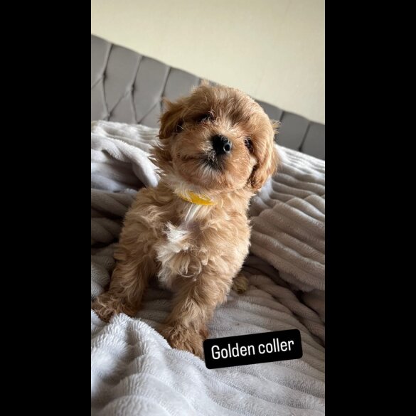 Miniature Poodle - Both