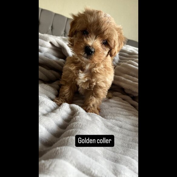 Miniature Poodle - Both
