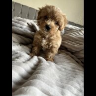 Miniature Poodle - Both