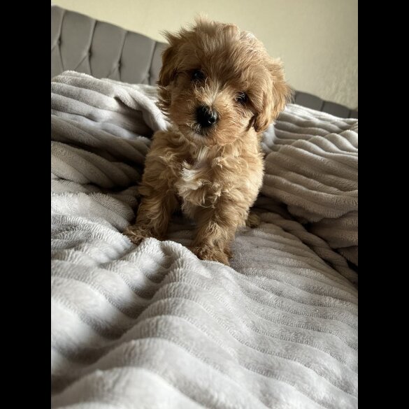 Miniature Poodle - Both