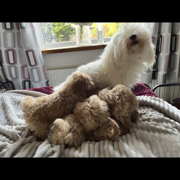 Miniature Poodle - Both