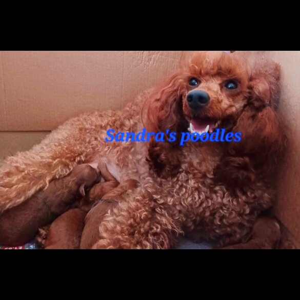 Miniature Poodle - Both