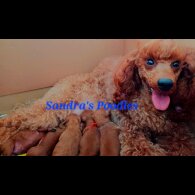 Miniature Poodle - Both