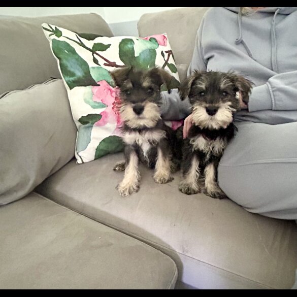 Miniature Schnauzer - Both