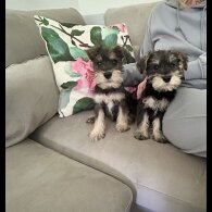Miniature Schnauzer - Both