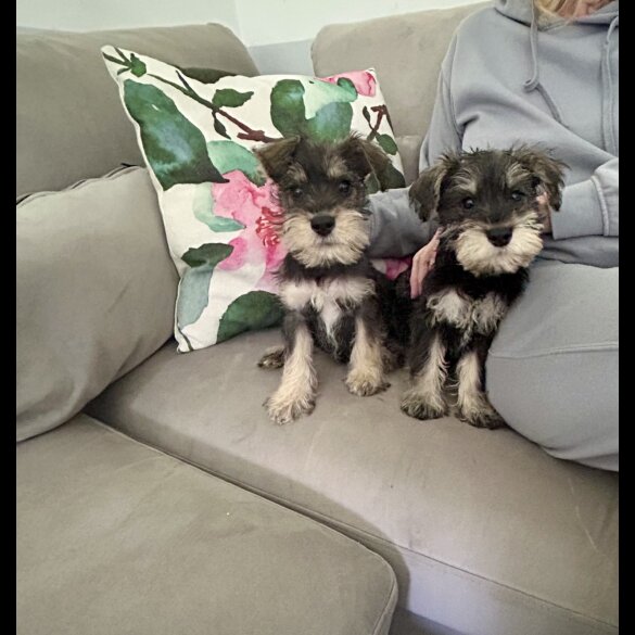Miniature Schnauzer - Both