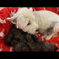 Miniature Schnauzer - Both