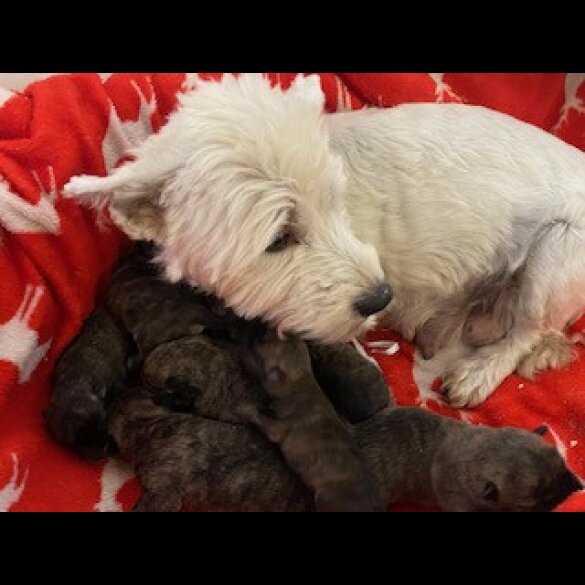 Miniature Schnauzer - Both