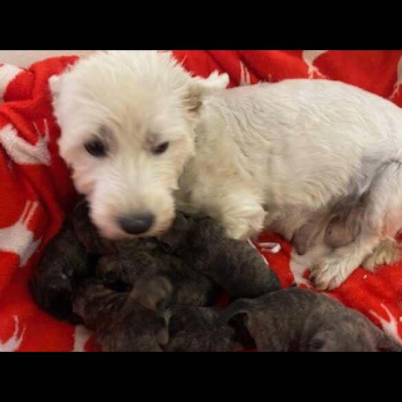 Miniature Schnauzer - Both