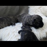 Miniature Schnauzer - Both