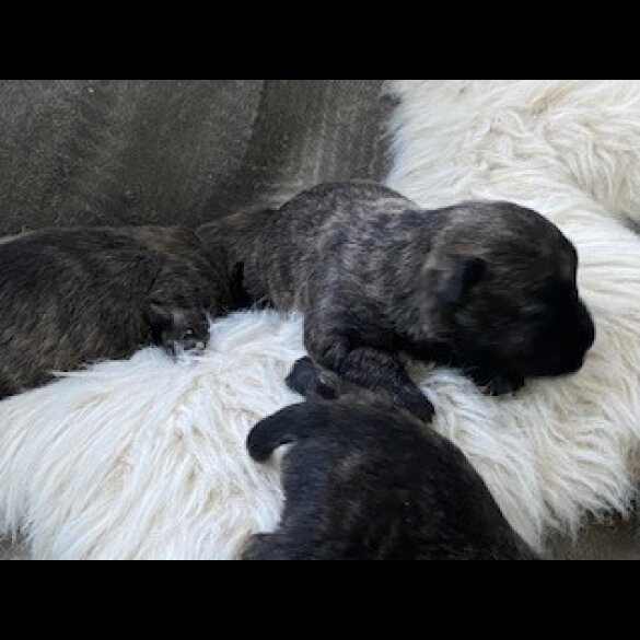 Miniature Schnauzer - Both