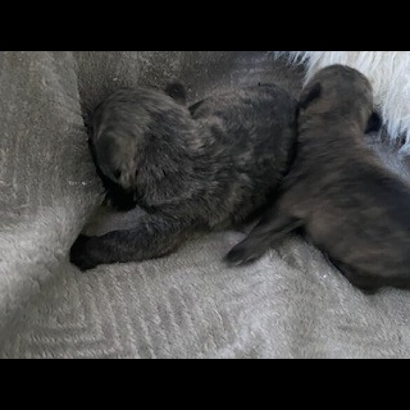 Miniature Schnauzer - Both