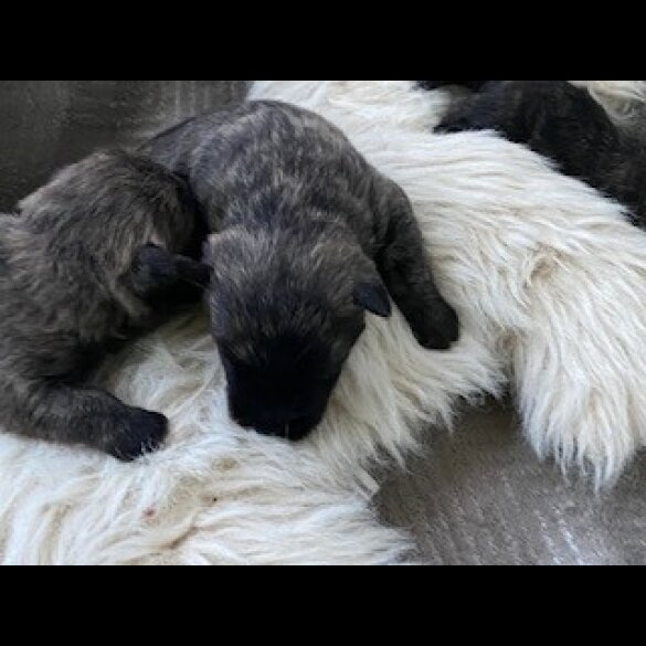 Miniature Schnauzer - Both