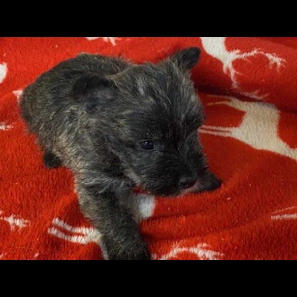 Miniature Schnauzer - Both