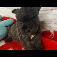 Miniature Schnauzer - Both