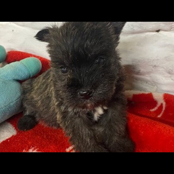 Miniature Schnauzer - Both