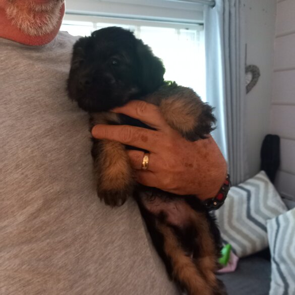 Mixed Breed - Both