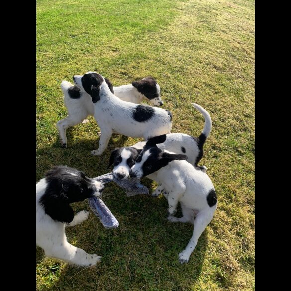 Mixed Breed - Both