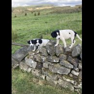 Mixed Breed - Both
