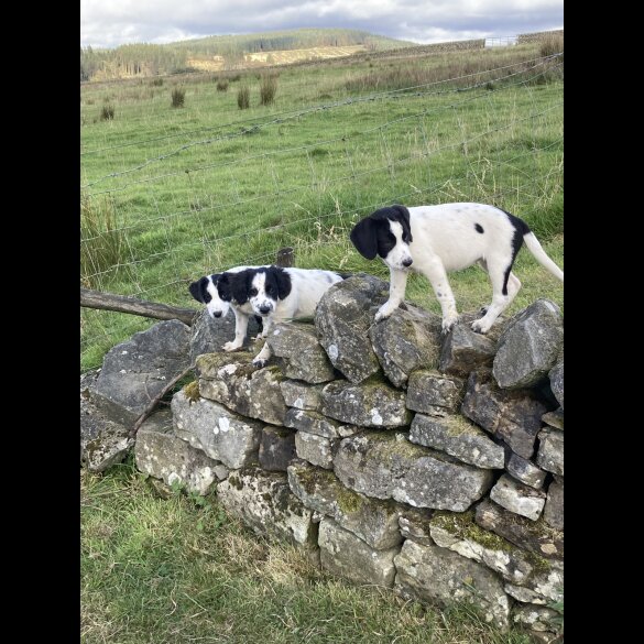 Mixed Breed - Both