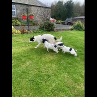 Mixed Breed - Both