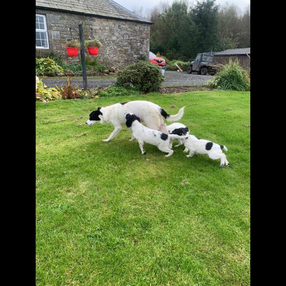 Mixed Breed - Both