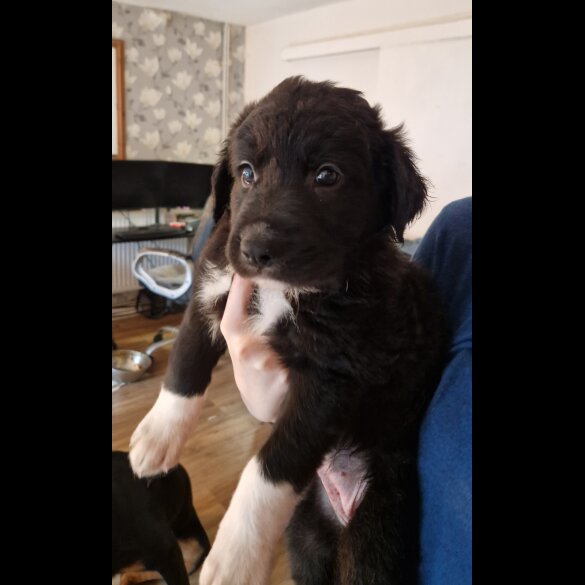 Mixed Breed - Both
