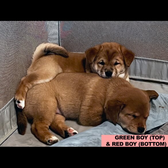 Mixed Breed - Both