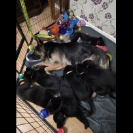 Mixed Breed - Both