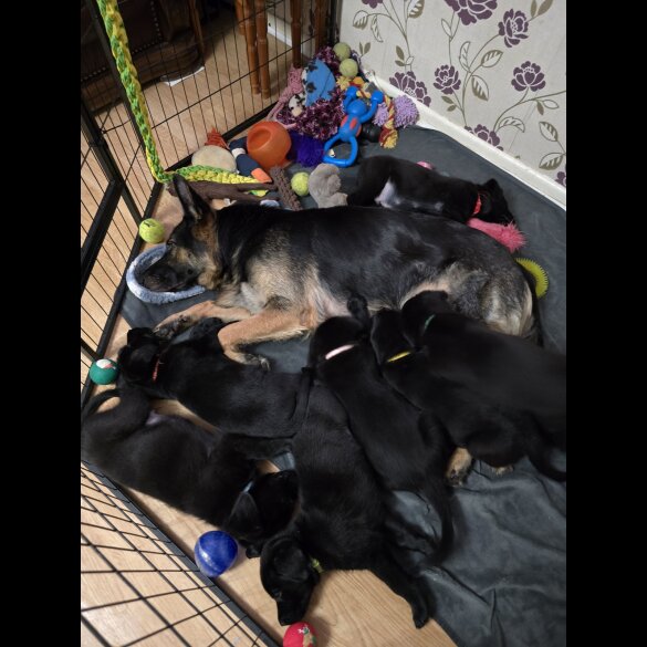 Mixed Breed - Both