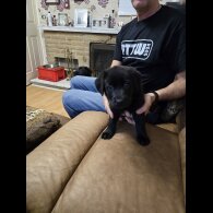 Mixed Breed - Both