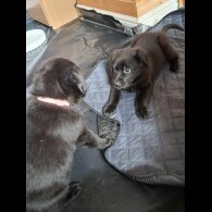 Mixed Breed - Both