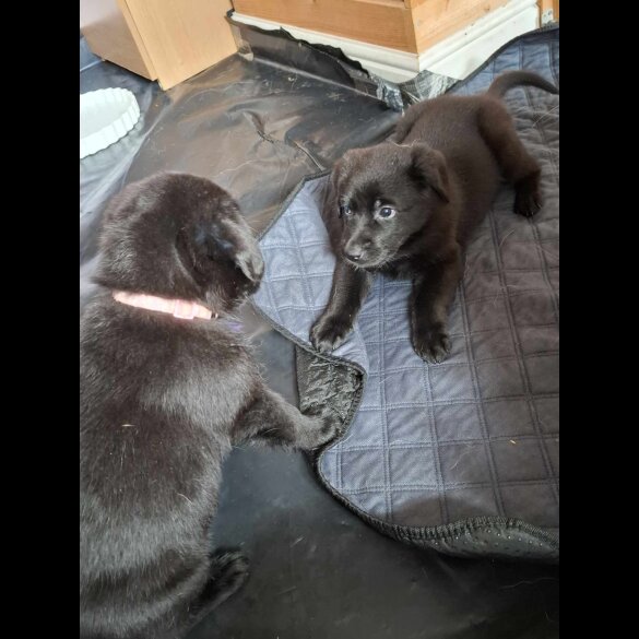 Mixed Breed - Both