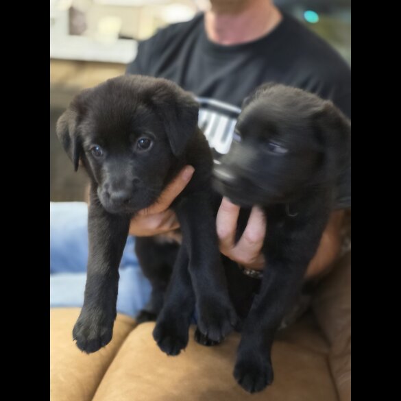 Mixed Breed - Both
