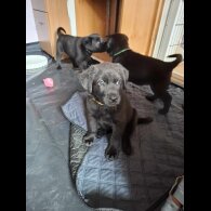 Mixed Breed - Both