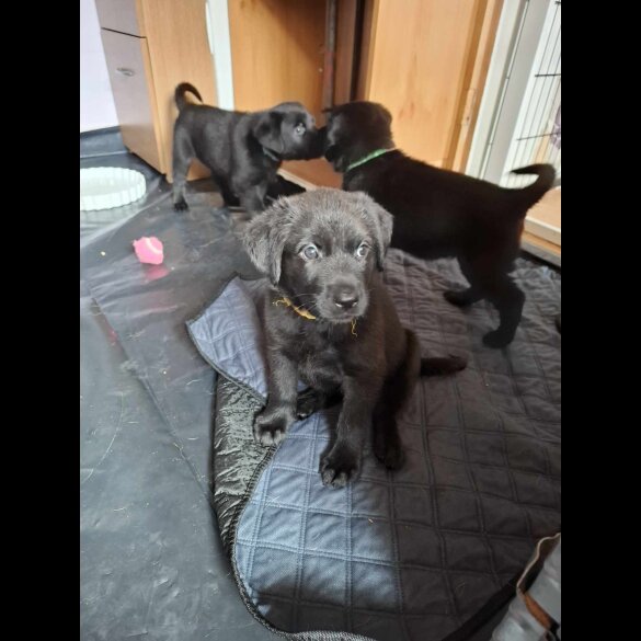 Mixed Breed - Both