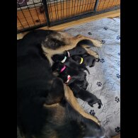Mixed Breed - Both