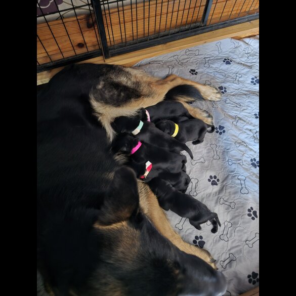 Mixed Breed - Both