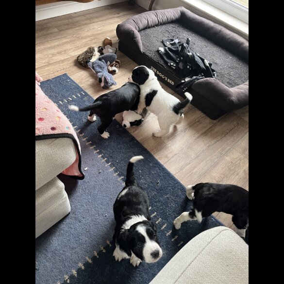 Mixed Breed - Bitches